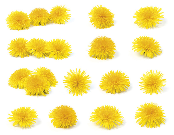 A variety of dandelion - Photo, Image