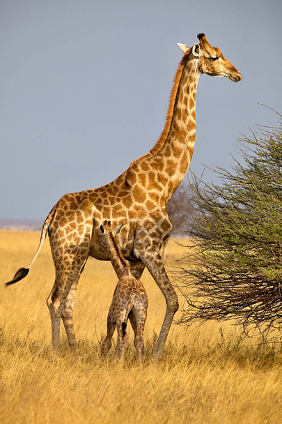 Καμηλοπάρδαλη, Giraffa Καμηλοπάρδαλις, με το μωρό θηλάζει στο εθνικό πάρκο Ετόσα στην Ναμίμπια - Φωτογραφία, εικόνα