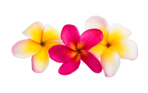 frangipani flowers isolated on white background - Photo, Image