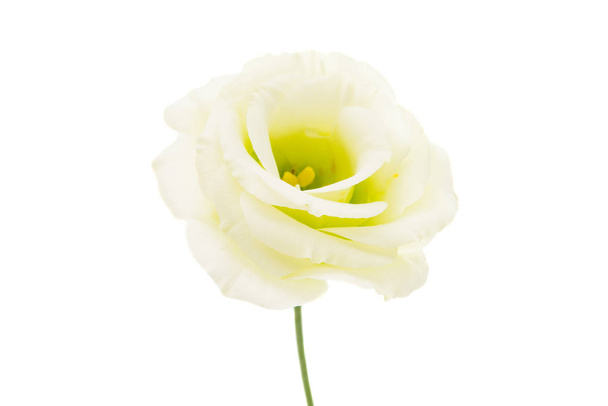 λουλούδι eustoma απομονώνονται σε λευκό φόντο - Φωτογραφία, εικόνα