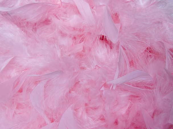 Pink feathers - Fotoğraf, Görsel