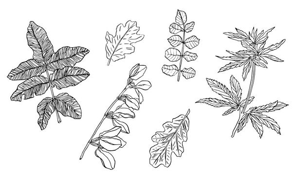 Vector Set of decorative branch of green leaves with streaky - Vector, Image