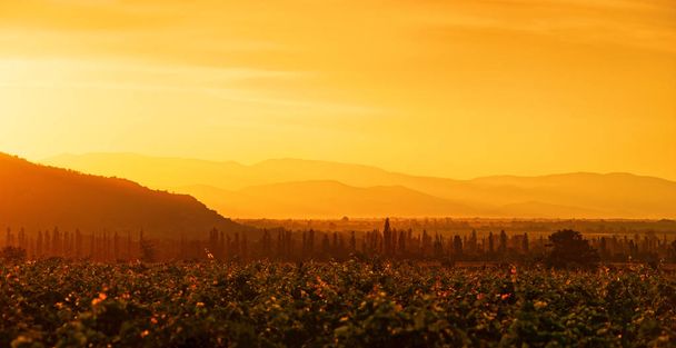 Mooie zomerse panoramisch zicht op de vallei Alazani op zonsondergang. Georgië. Regio Kacheti. - Foto, afbeelding