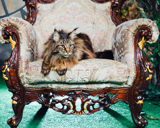 Maine Coon kat op antieke stoel - Foto, afbeelding