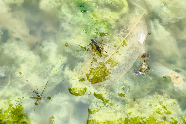Gerridae ou striders de água, estão se reproduzindo em água suja
. - Foto, Imagem
