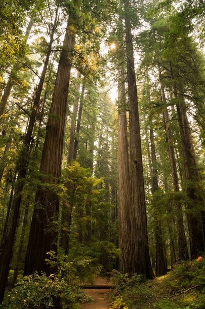 Chemin de randonnée à travers une forêt de séquoias couverte de fougères en Californie
 - Photo, image