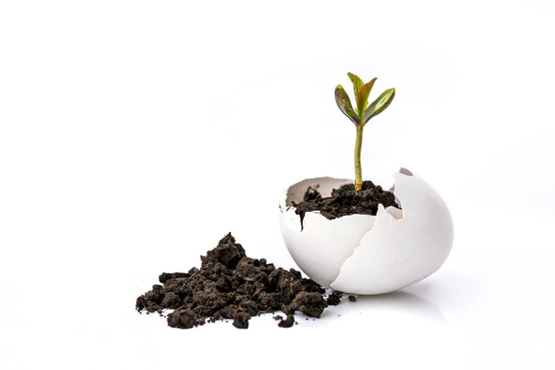 Een kleine spruit van een boom of plant groeit in de grond in een "eggshell" op een witte achtergrond met ruimte voor tekst, reclame. Creatief idee, kopie ruimte. - Foto, afbeelding