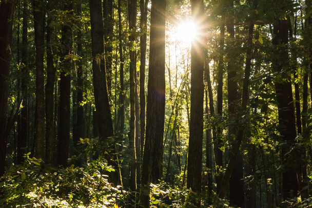 Сонячне світло фільтрує вниз через навіс густого червоного лісу
 - Фото, зображення