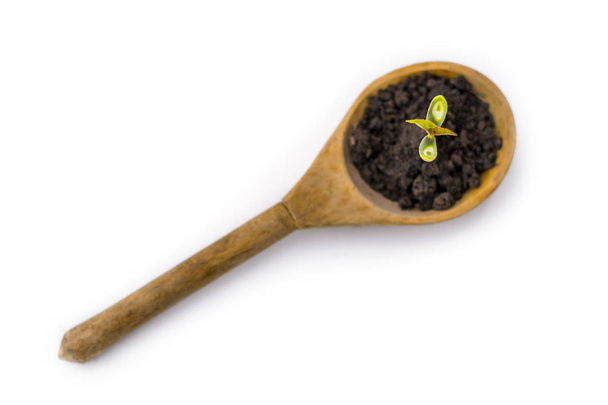 A small sprout of a tree or plant grows in the ground in a wooden spoon on a white background, close-up, isolate. Creative idea, copy space - Photo, Image
