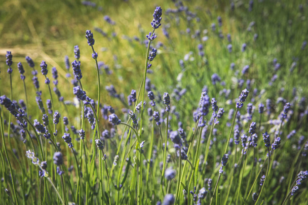 Flores de lavanda púrpura creciendo en filas a principios de verano
 - Foto, Imagen