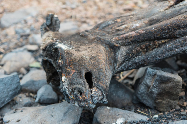 verkohlte Leiche eines Rehs in der Landschaft, die durch das Thomasfeuer an der Autobahn 33 in Ojai, Kalifornien, beschädigt wurde - Foto, Bild