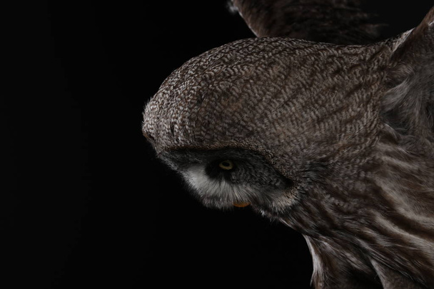 Suuren harmaan Pöllön muotokuva mustalla taustalla
 - Valokuva, kuva