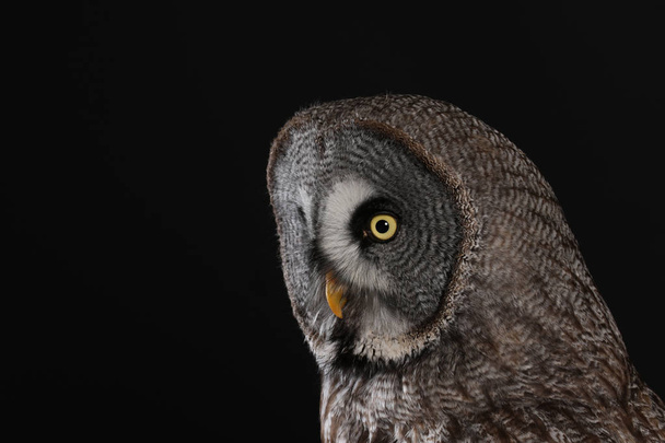 Portrait of Great Grey Owl on black background - Фото, зображення