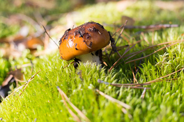 Suillus mushroom in moss at the forest background, bokeh. Suillus is a genus of basidiomycete fungi in the family Suillaceae and order Boletales.  - Photo, Image