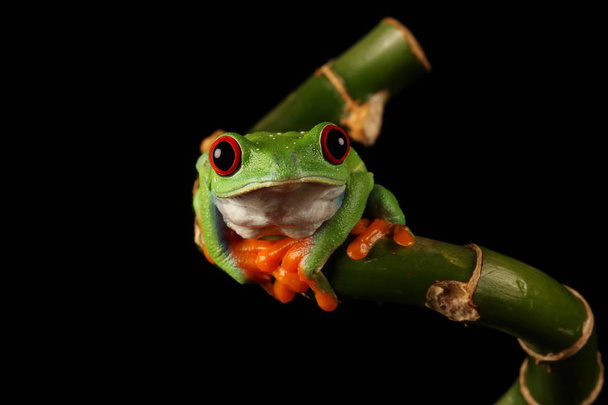 красноглазый лягушонок на бамбуковом стебле
  - Фото, изображение