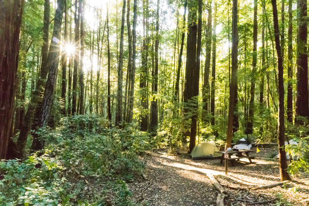 Acampamento com tendas em uma floresta de sequoias
 - Foto, Imagem