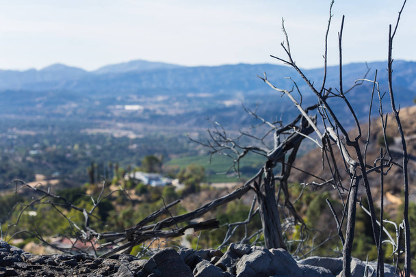Vegetation damaged by Thomas Fire with the green Ojai Valley in background - Photo, Image