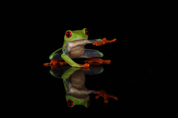 червона жаба на чорному фоні
 - Фото, зображення