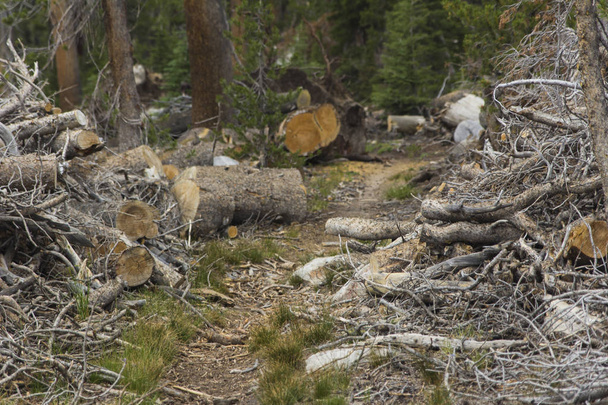Špinavá turistická stezka v severní Sierra Nevadě u Yosemitů - Fotografie, Obrázek