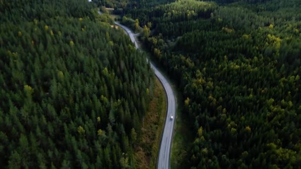 Aerial view flying over asphalt road with green trees of dense woods growing both sides. - Footage, Video