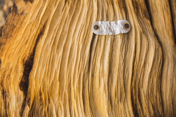 John Muir rastro, madera
  - Foto, Imagen