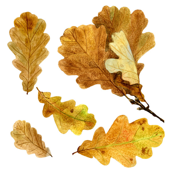 Set of watercolor autumn oak leaves - Fotoğraf, Görsel