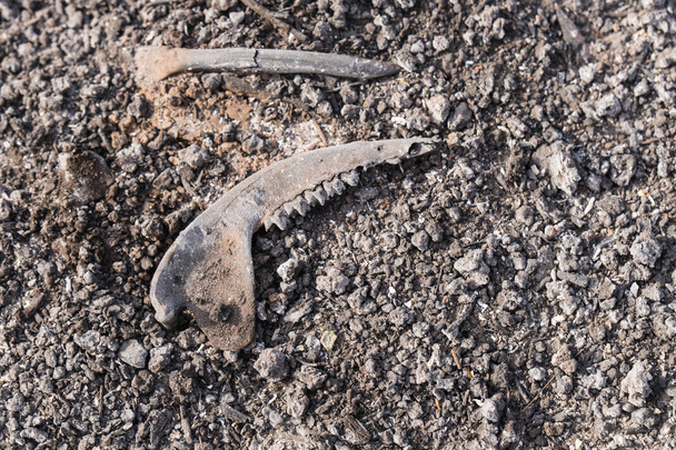 Обугленные кости мёртвого животного, обнаруженные пожаром Томаса вдоль шоссе 150
 - Фото, изображение