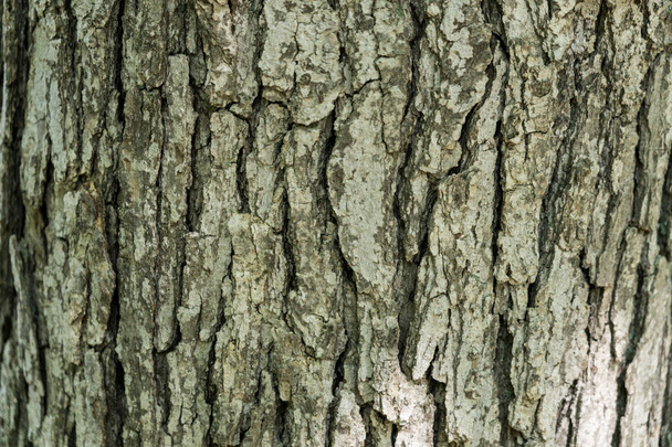 Wood bark texture close up - Fotografie, Obrázek