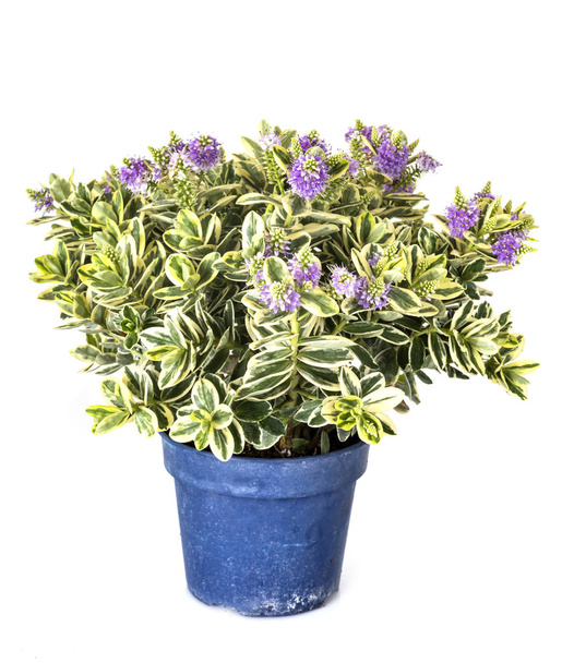 hebe plant in front of white background - Photo, Image