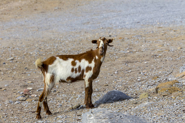 A cabra pastam pela estrada nas montanhas em um dia ensolarado (área de Lassithi, ilha de Creta, Grécia
) - Foto, Imagem