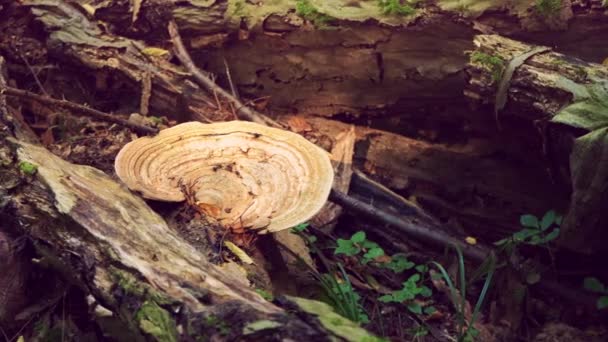 Um grande cogumelo em uma árvore seca. Natureza selvagem
 - Filmagem, Vídeo