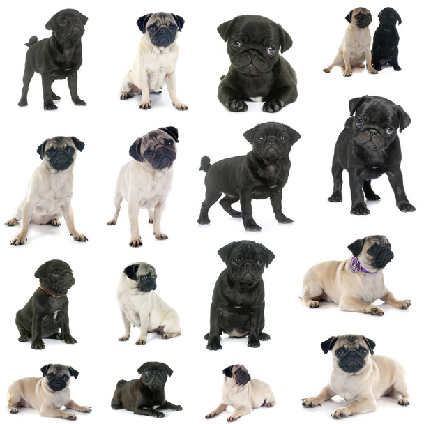 group of pugs in front of white background - Photo, Image