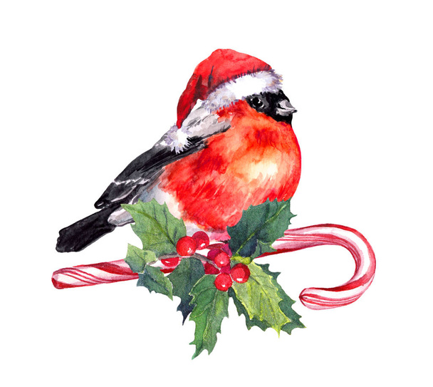 Christmas bird finch in red santa hat on candy cane and mistletoe. Watercolor - Fotoğraf, Görsel