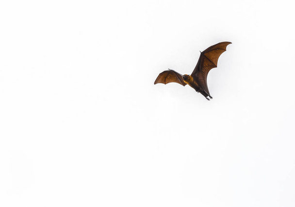 Yarasalar uçan, izole - Fotoğraf, Görsel
