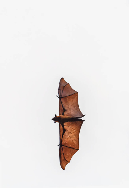 Los murciélagos están volando, aislados
 - Foto, Imagen