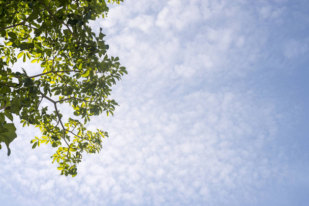 Green leaves and blue sky - Foto, immagini