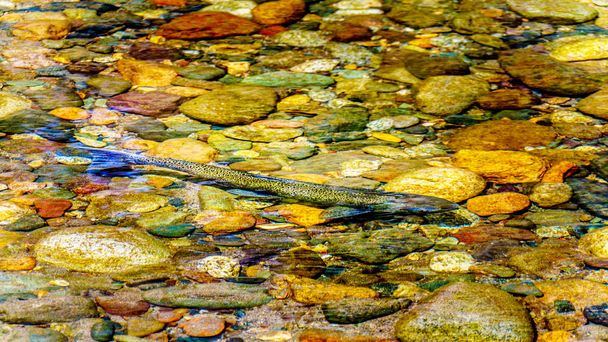 Stahlkopflachs, manchmal auch Stahlkopfforelle genannt, schwimmt Anfang September im Kaltwasserfluss in der Nähe von Brookmere in Kanada stromaufwärts - Foto, Bild