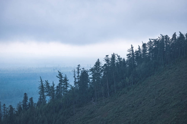 panoramatický pohled mlžný Les v západních Karpat - Fotografie, Obrázek