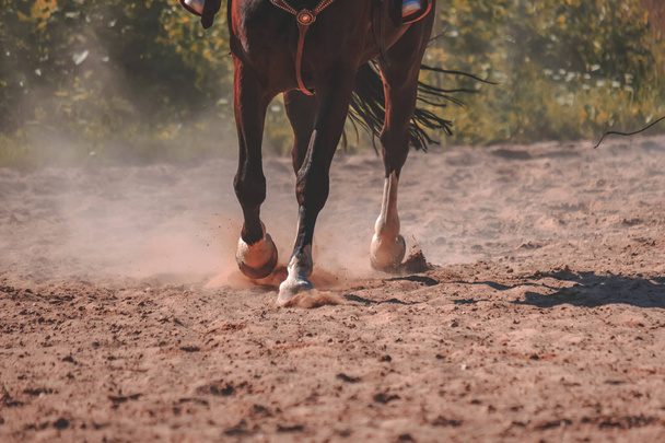 Braune Pferdefüße stauben im Sandfeld - Foto, Bild