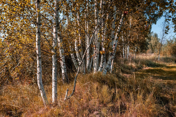 birch tree trunks texture in direct sunlight at summer day  - Φωτογραφία, εικόνα