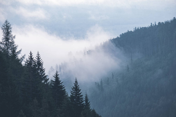 panoramisch uitzicht op mistige bos in Westelijke Karpaten - Foto, afbeelding