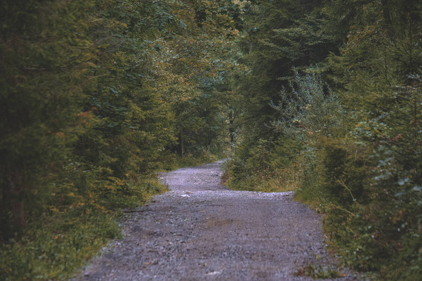 eenvoudig grind landweg in de zomer op het platteland met bomen rond  - Foto, afbeelding