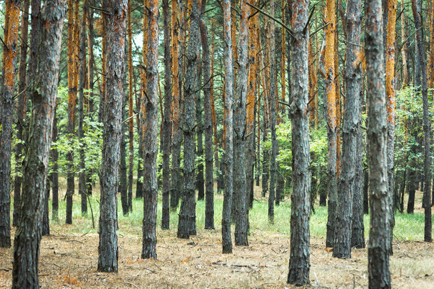 thick pine forest. trunks of coniferous trees, texture for the background. Seamless abstract - Photo, Image