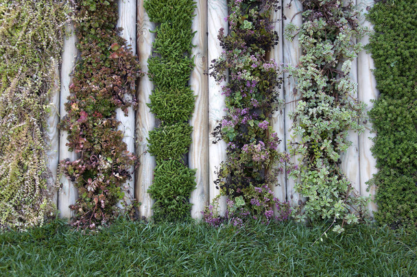 wall of plants in the garden, beautiful decor - Foto, Bild
