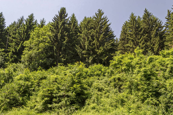 Paesaggio della natura primaverile con foresta di conifere e cespuglio di freshnes nella montagna naturale Lozen, Bulgaria
  - Foto, immagini