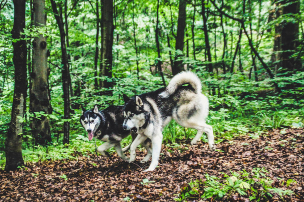 Two husky dog boy and girl playing the game. Walk with dogs.Crazy husky face. - Foto, imagen