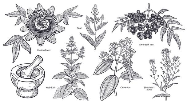 Set of isolated medical plants, flowers and herbs. Amur cork tree, cinnamon, shepherd's purse, holy basil, sage, passionflower, mortar, pestle. Vintage engraving. Vector illustration. Black and white. - Vector, imagen