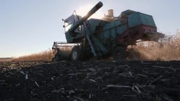 Combinar cosechadora trabajando en un campo de maíz
 - Imágenes, Vídeo