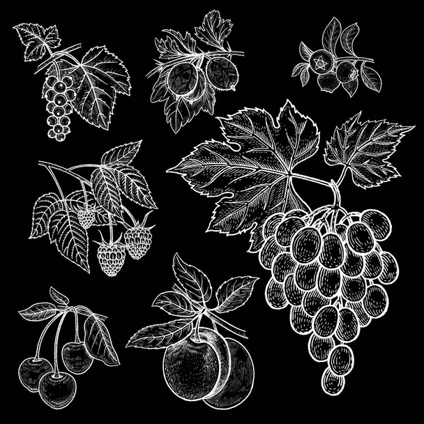 Red currants, gooseberries, blueberries, raspberries, grapes, cherries, plums. Vector illustration of different fruits and berries isolated white chalk on black board. Set of graphic objects nature. - Vector, Image