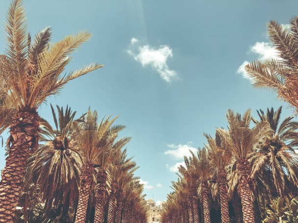 A lot of palm trees in Gan Ha'ir park in Rishon Le Zion, Israel - Фото, изображение